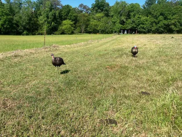 A mid-season turkey decoy setup.