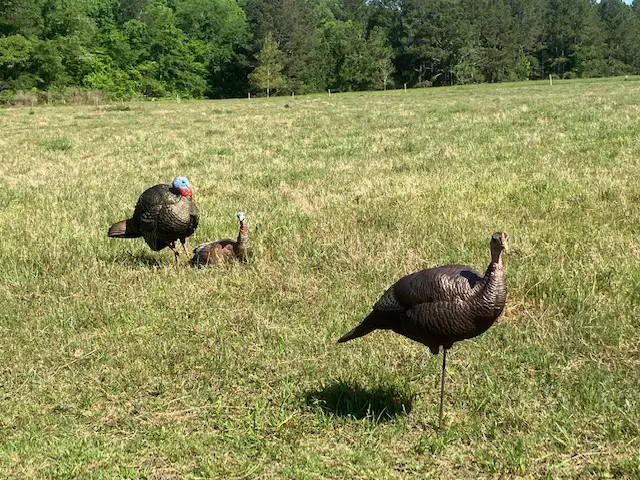 The Best Turkey Decoy Setup