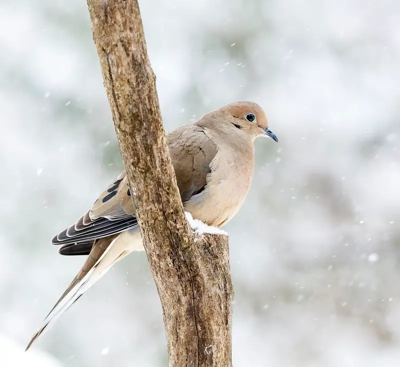 What to wear dove hunting during a cold weather hunt.