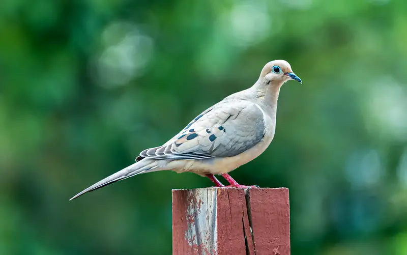 What to Wear Dove Hunting